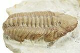Kainops Trilobite - Black Cat Mountain, Oklahoma #376946-2